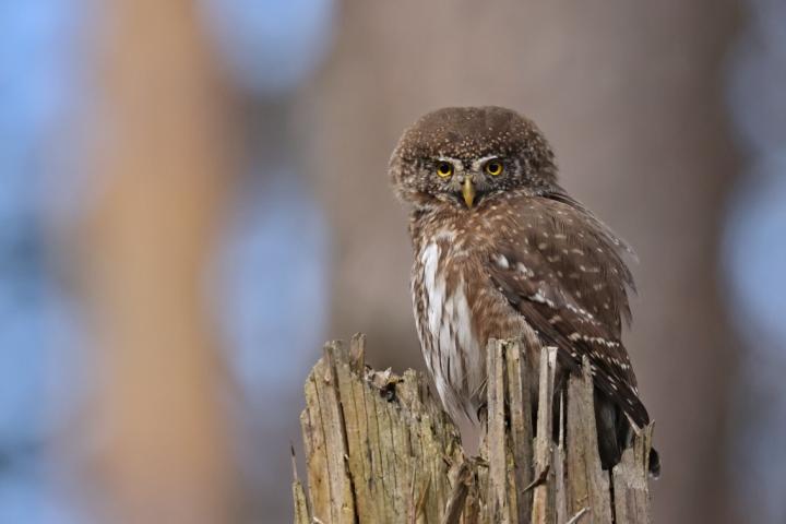 Kulíšek nejmenší (Glaucidium passerinum)