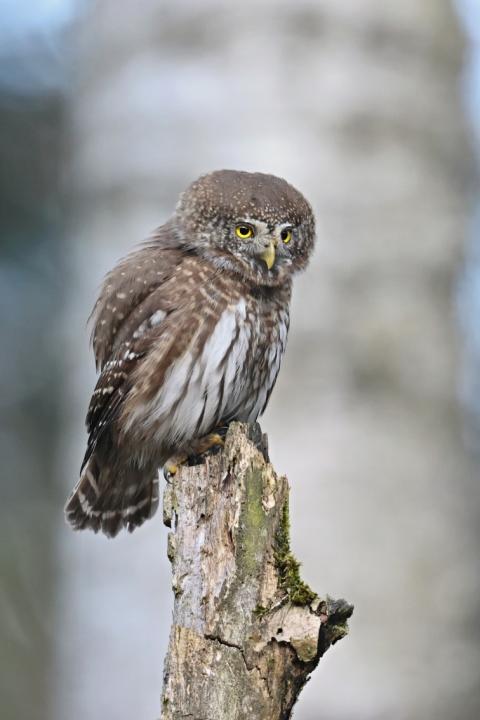 Kulíšek nejmenší (Glaucidium passerinum)