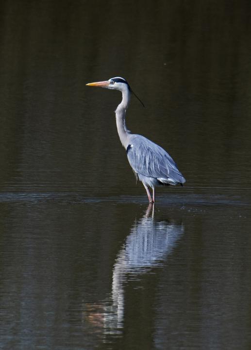 Volavka popelavá (Ardea cinerea)