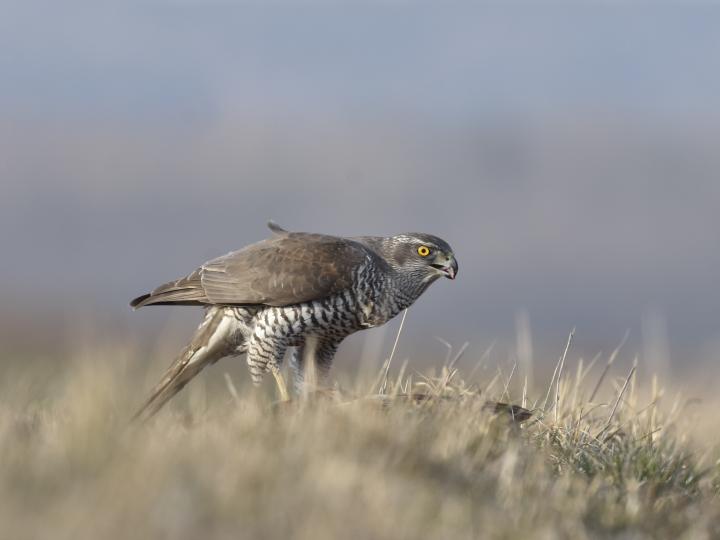 Jestřáb lesní (Accipiter gentilis)