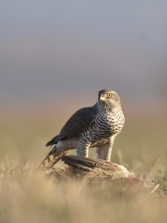 Jestřáb lesní (Accipiter gentilis)