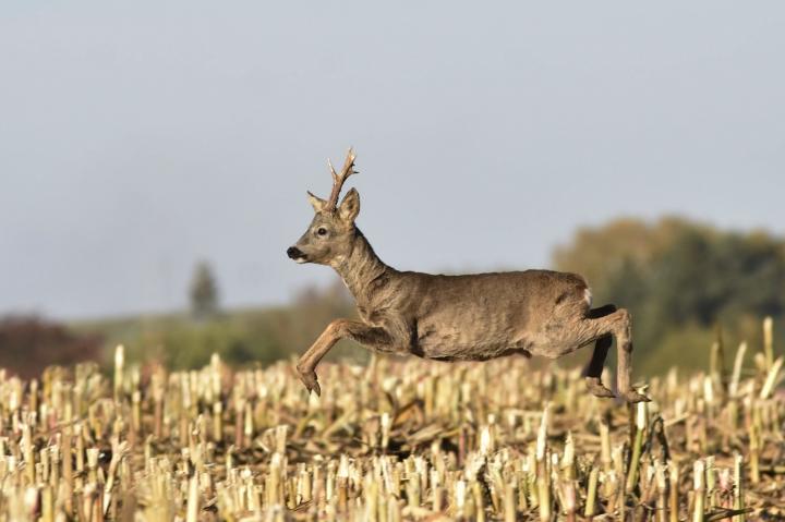  Srnec obecný ( Capreolus capreolus )