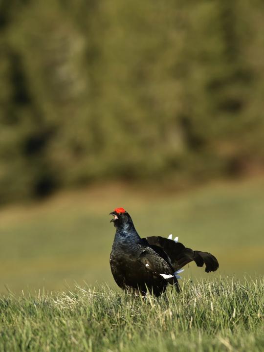 Tetřívek obecný (Tetrao tetrix)