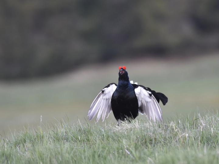 Tetřívek obecný (Tetrao tetrix)