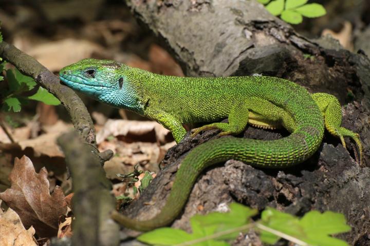 Ještěrka obecná (Lacerta communis)