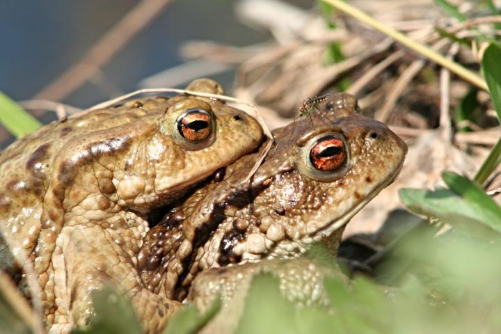 Ropucha obecná (Communia rubeta)