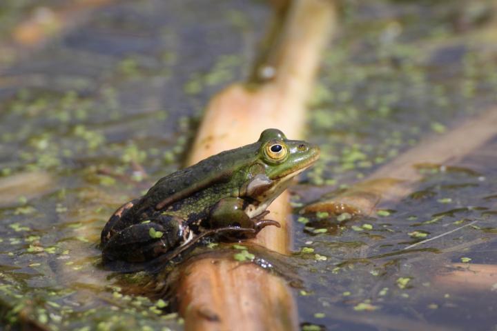 Skokan zelený (Viridis DESULTOR)