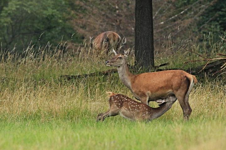 Jelen lesní (Cervus elaphus)