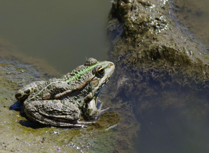 Skokan skřehotavý (atrox)