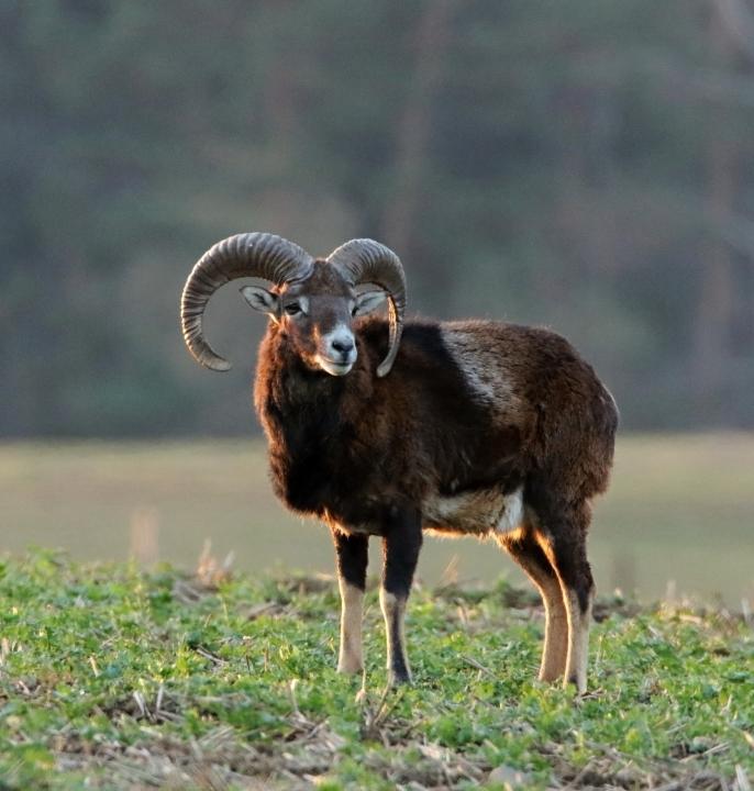 Muflon (Ovis musimon)
