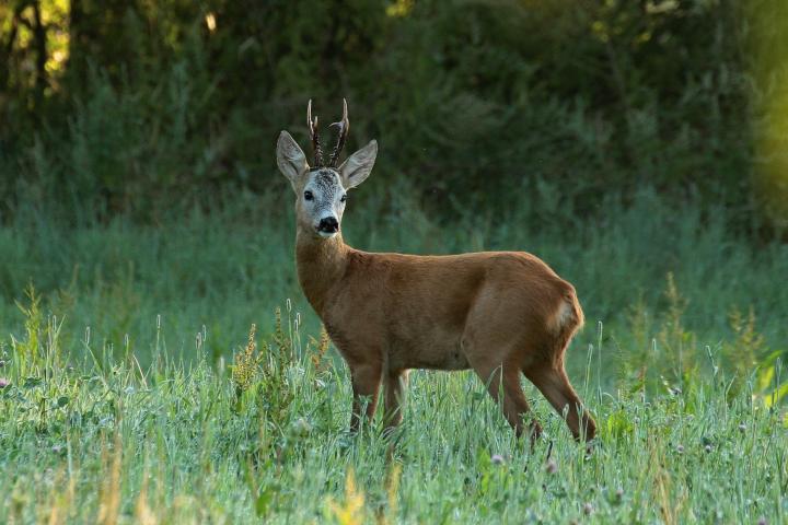  Srnec obecný ( Capreolus capreolus )
