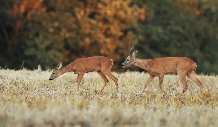  Srnec obecný ( Capreolus capreolus )
