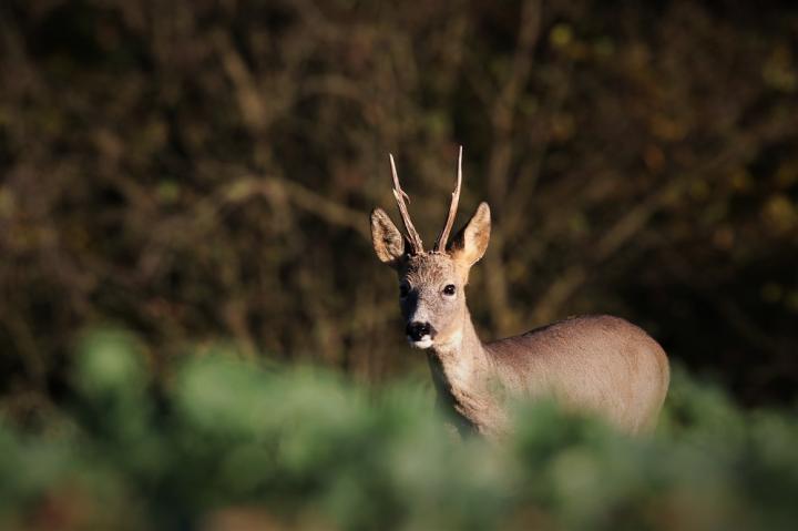  Srnec obecný ( Capreolus capreolus )
