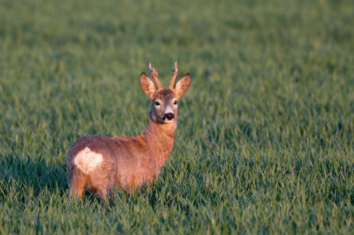  Srnec obecný ( Capreolus capreolus )