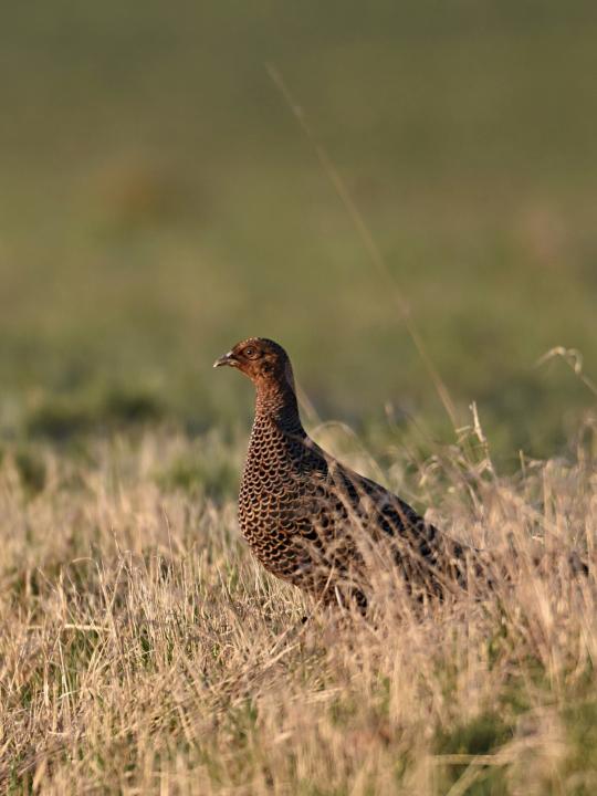 Bažant obecný (Phasianus colchicus)