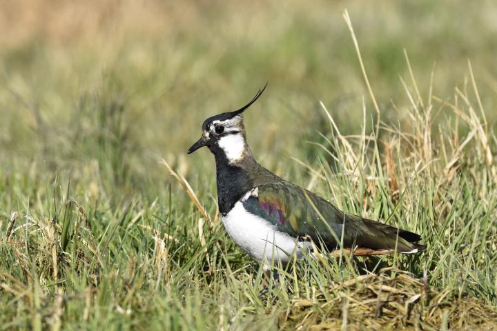 Čejka chocholatá (Vanellus vanellus)