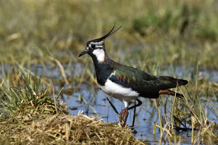 Čejka chocholatá (Vanellus vanellus)