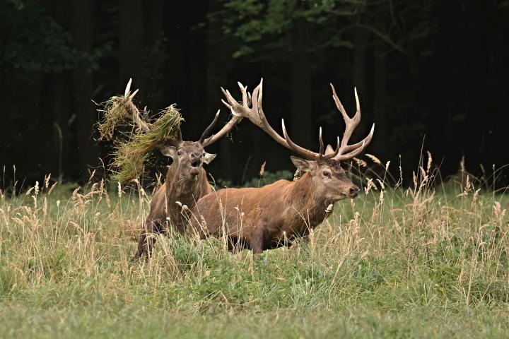Jelen lesní (Cervus elaphus)