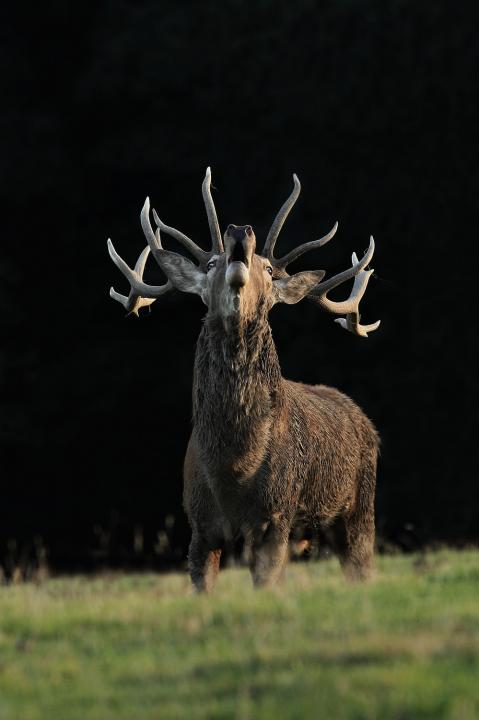 Jelen lesní (Cervus elaphus)