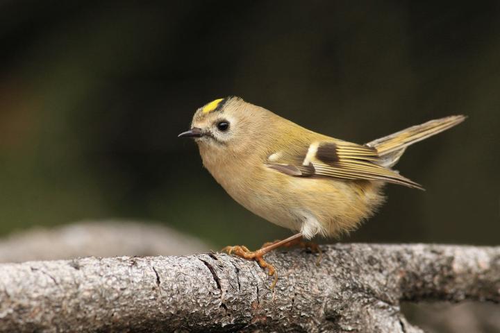 Králíček obecný (Regulus regulus)