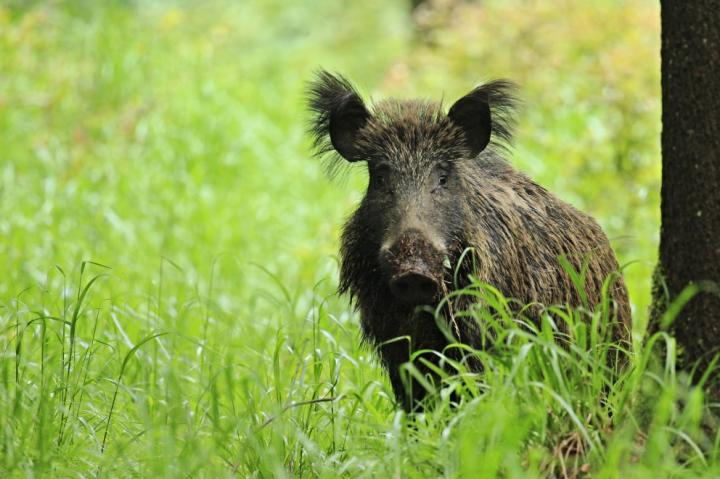  Prase divoké ( Sus scrofa)