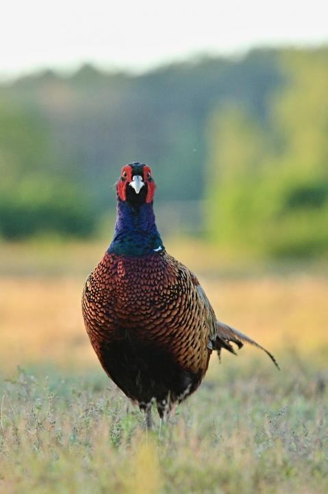 Bažant obecný (Phasianus colchicus)