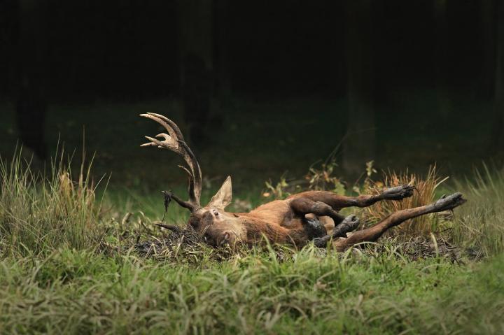 Jelen lesní (Cervus elaphus)