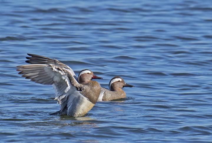 Čírka modrá (Anas querquedula)
