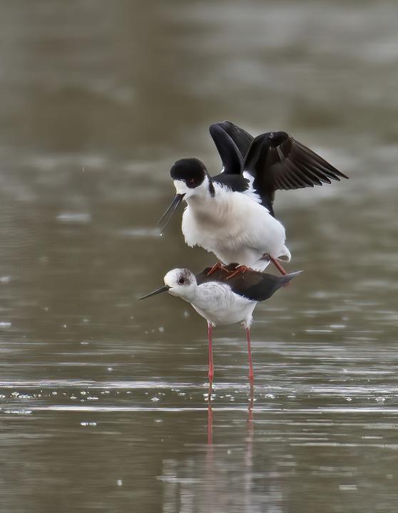 Pisila čáponohá (Himantopus himantopus)
