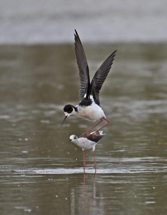 Pisila čáponohá (Himantopus himantopus)