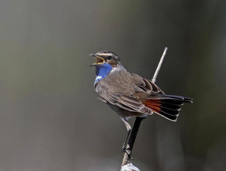 Slavík modráček (Luscinia svecica)