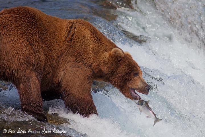 Medvěd grizzly (Ursus arctos horribilis)