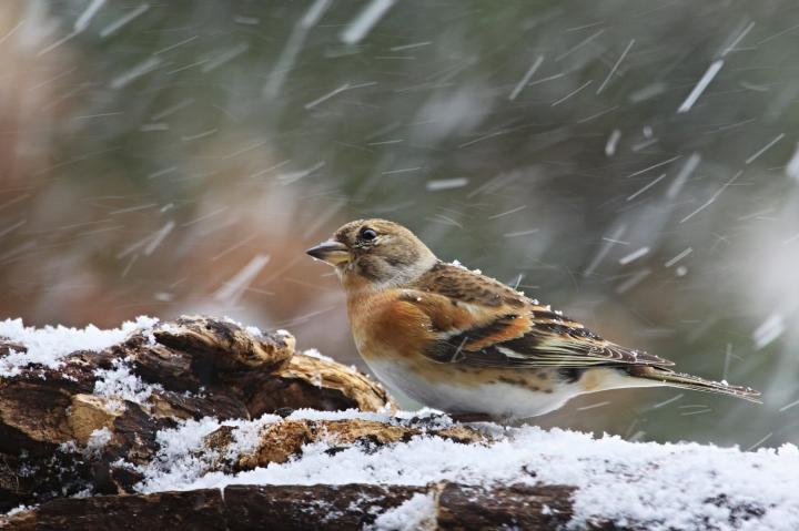 Pěnkava jikavec (Fringilla montifringilla)
