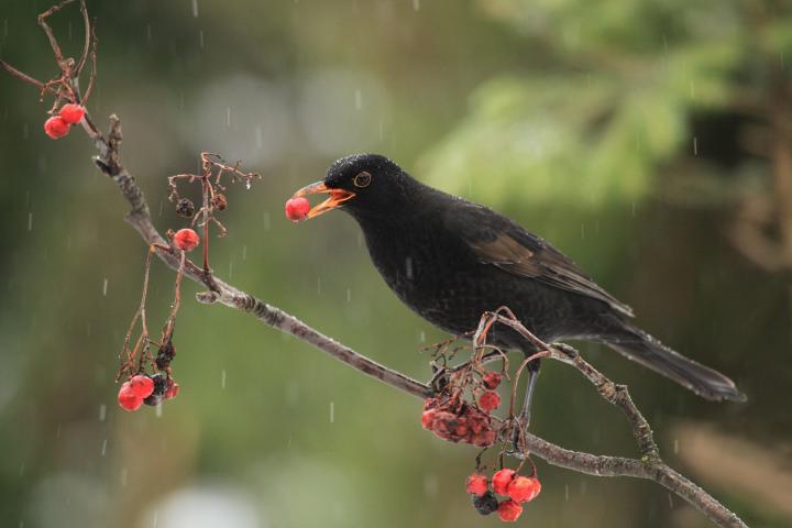 Kos černý (Turdus merula)