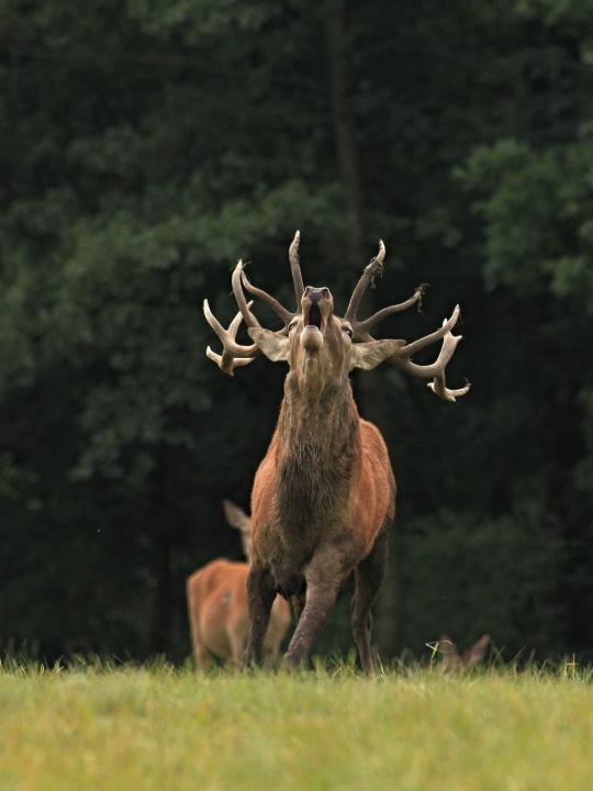 Jelen lesní (Cervus elaphus)