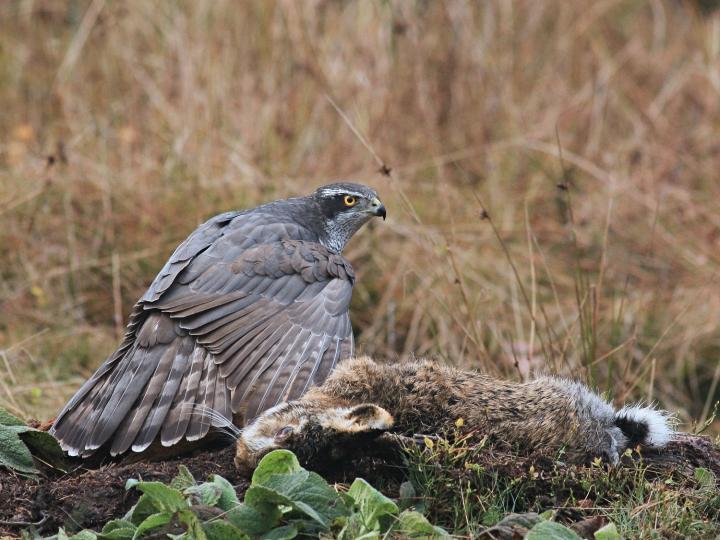 Jestřáb lesní (Accipiter gentilis)