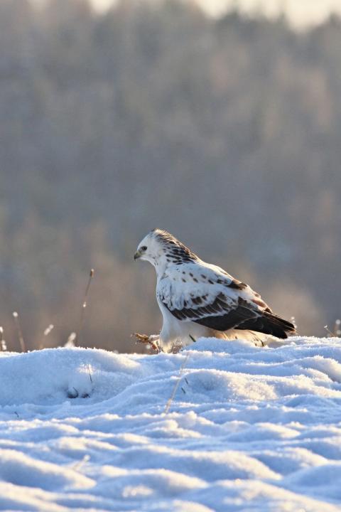 Káně rousná (Buteo lagopus)