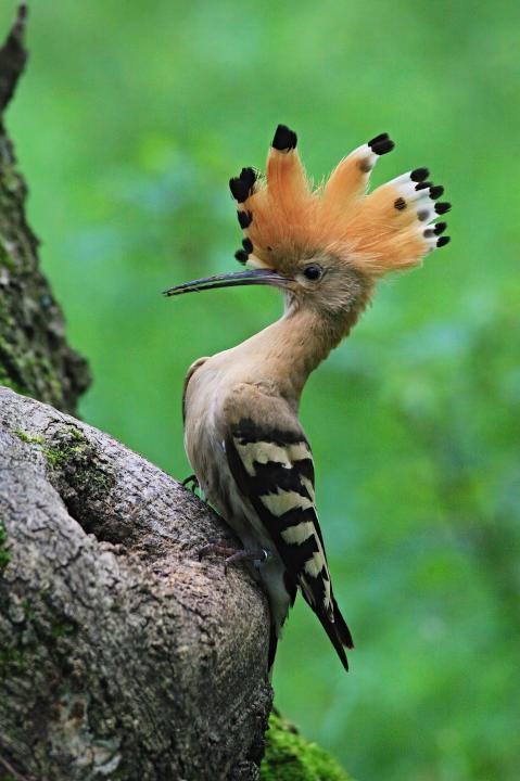 Dudek chocholatý (Upupa epops)