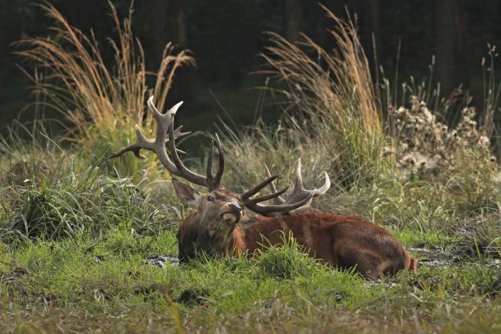 Jelen lesní (Cervus elaphus)