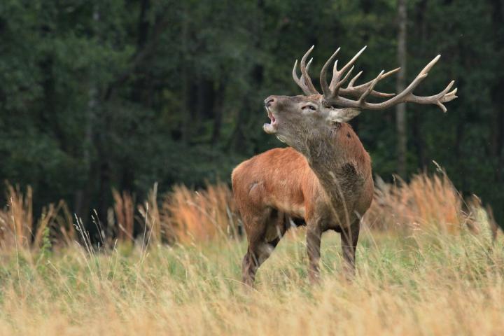 Jelen lesní (Cervus elaphus)