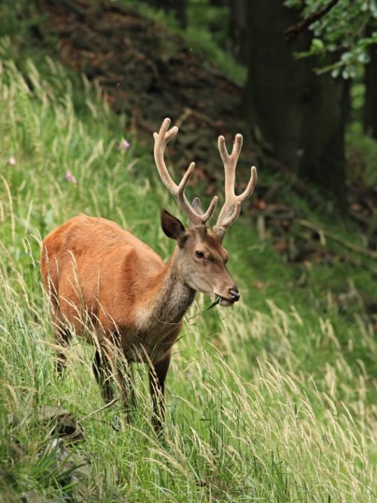 Jelen lesní (Cervus elaphus)