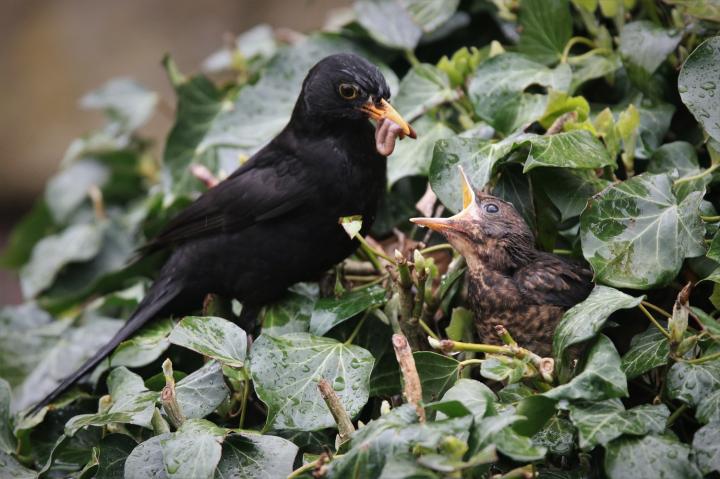 Kos černý (Turdus merula)