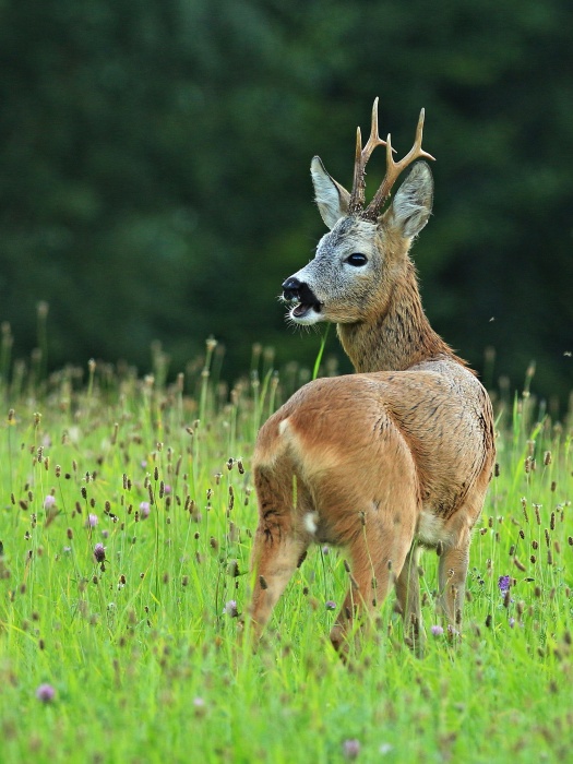 Srnec obecný ( Capreolus capreolus )