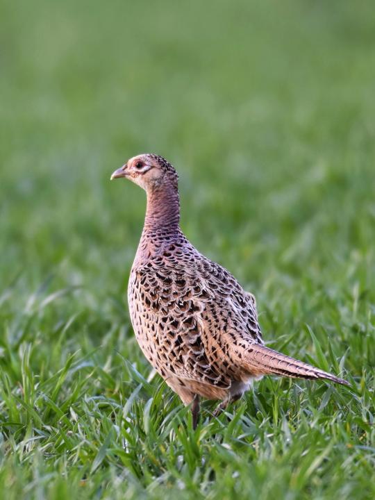 Bažant obecný (Phasianus colchicus)