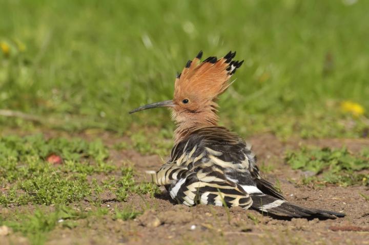 Dudek chocholatý (Upupa epops)