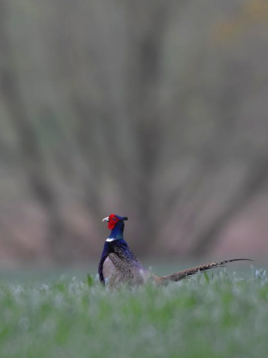 Bažant obecný (Phasianus colchicus)