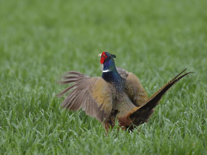 Bažant obecný (Phasianus colchicus)