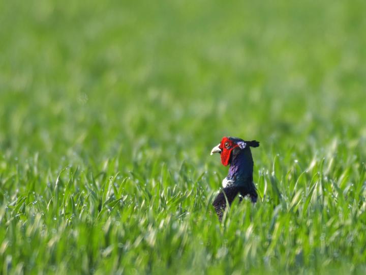 Bažant obecný (Phasianus colchicus)