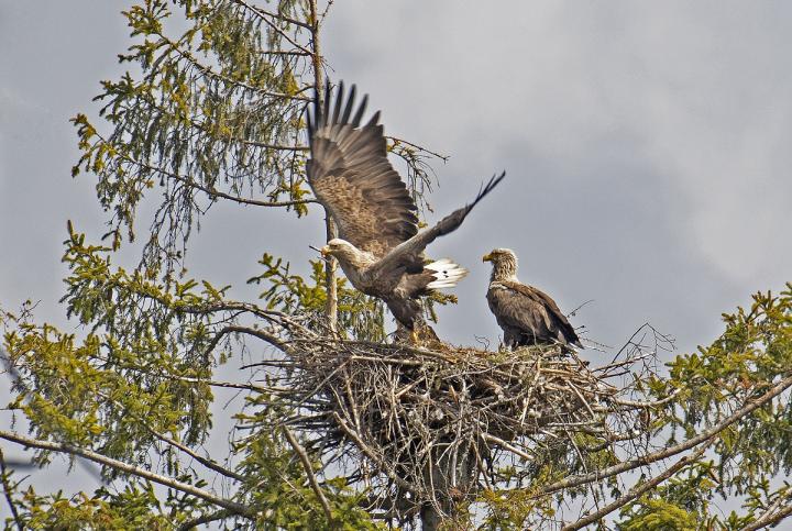  Orel mořský ( Haliaeetus albicillus)