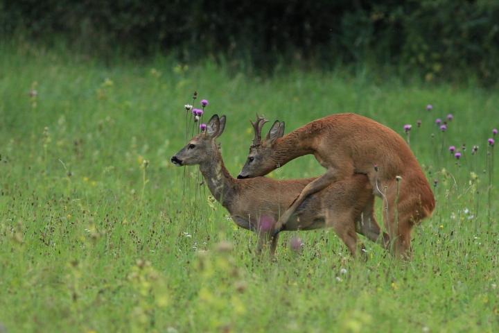  Srnec obecný ( Capreolus capreolus )